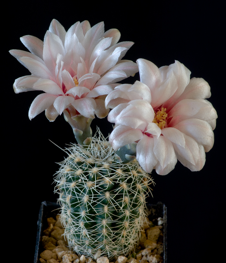Gymnocalycium gertii STO 521
